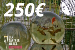 Gutschein 250
