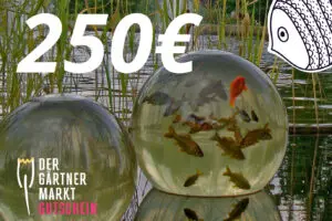 Gutschein 250